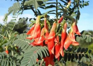 キャンサーブッ酒とはなに？販売店と価格についても調査！